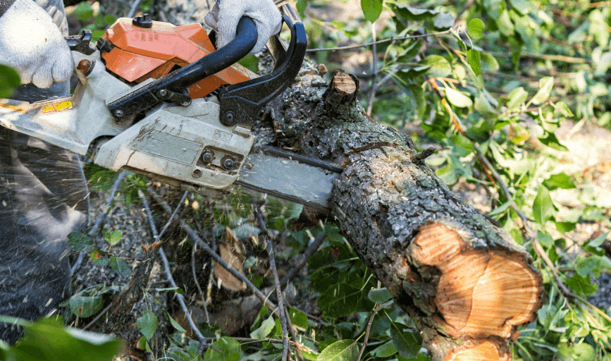Tree Removal